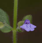 Small skullcap